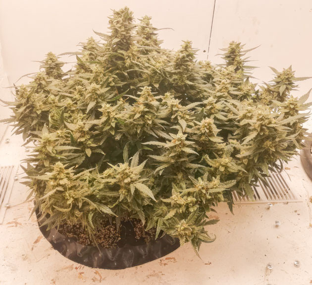 Промывка конопли Куст Alpha 21 от AlphaFem Seeds на последних неделях выращивания