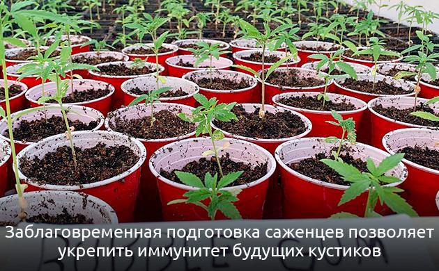 Заблаговременное проращивание сокращает время аутдорного грова Выращивание саженцев