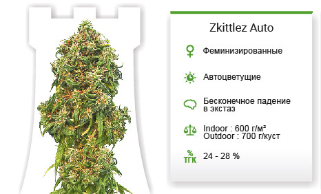 Сорт марихуаны Zkittlez Auto Zkittlez Auto от Cali Buds Seeds