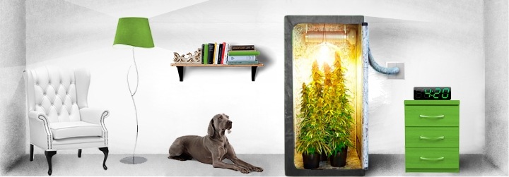 Каннабис в индоре Каннабис в индоре