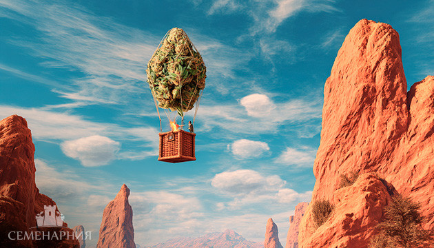 Cатива – эйфория и пробуждение энергии Сатива и ее high эффект