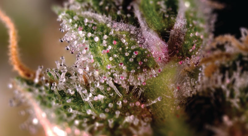 Трихомы конопли Трихомы под микроскопом