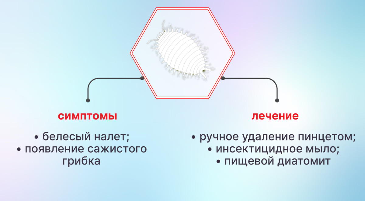 Избавление от мучнистого червеца на конопле Мучнистый червец на конопле