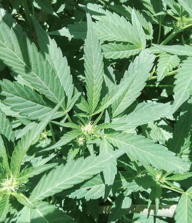15 и 16 недели выращивания Куст конопли ростом 160 см