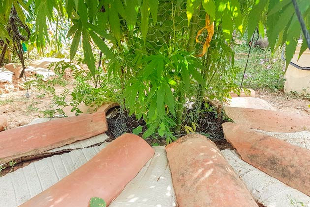 Светлая листва и замедление роста Куст Runtz Muffin от Barney's Farmна 17-18 неделе