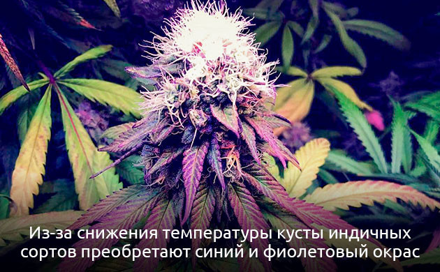 Допустимые температуры для выращивания марихуаны Допустимые значения температур для гровинга конопли