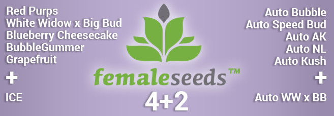 Акция 4+2 от Female Seeds Seeds Акция от сидбанка Female Seeds 4+2