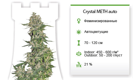 Сорт марихуаны Crystal METH Auto Crystal METH Auto от FastBuds