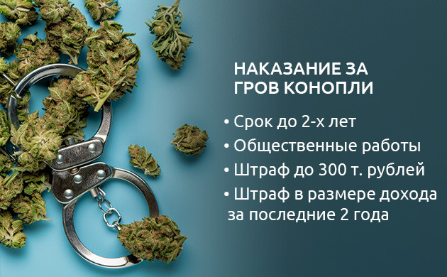 Уголовная ответственность за выращивание конопли Наказание за выращивание конопли