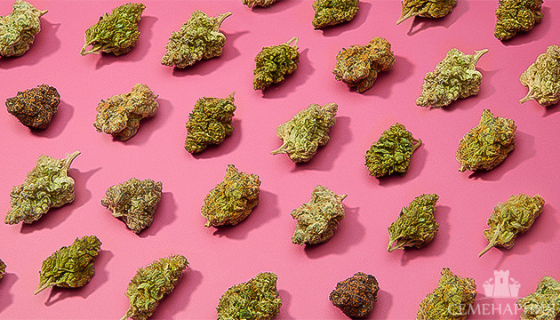 Советы новичкам по выбору сорта конопли