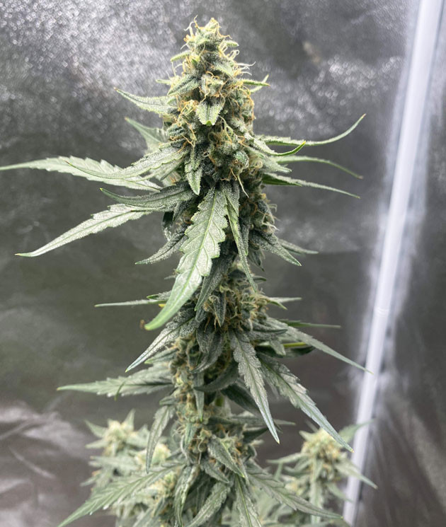 Водная диета Кусты Banana Purple Punch Auto на стадии цветения