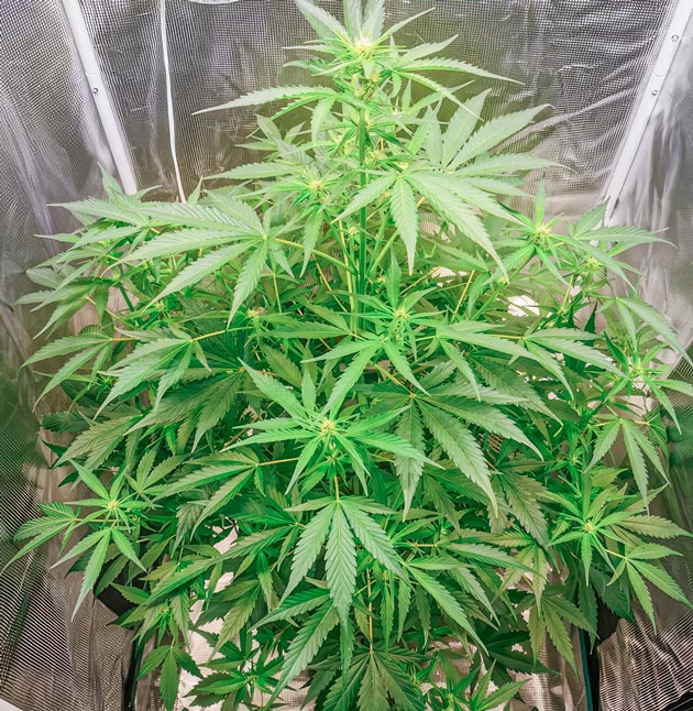 Куст Zkittlez Auto от сидбанка FastBuds на фазе цветения