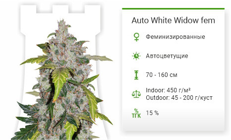 Сорт марихуаны Auto White Widow Auto White Widow от Pyramid Seeds