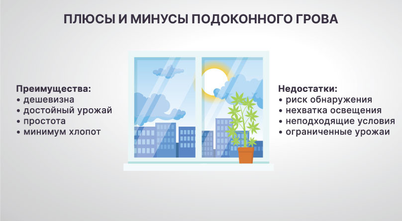 Сорта конопли для выращивания на подоконнике Выбор сорта для подоконника