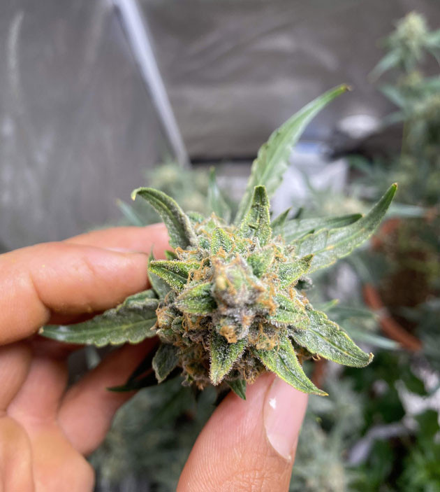 Промывка конопли Кусты Banana Purple Punch Auto на 11 неделе