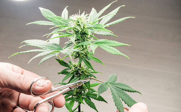 Удаление листьев на стадии цветения Дефолиация на фазе цветения