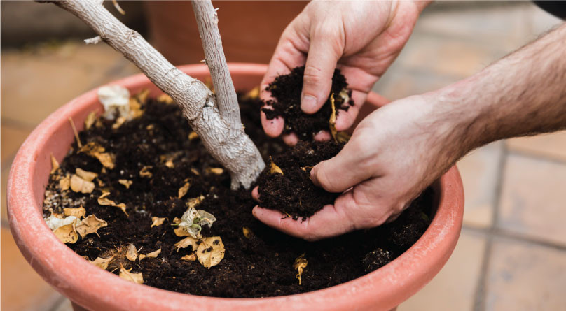 Выбор грунта для выращивания на подоконнике Выбор грунта для горшка с коноплей