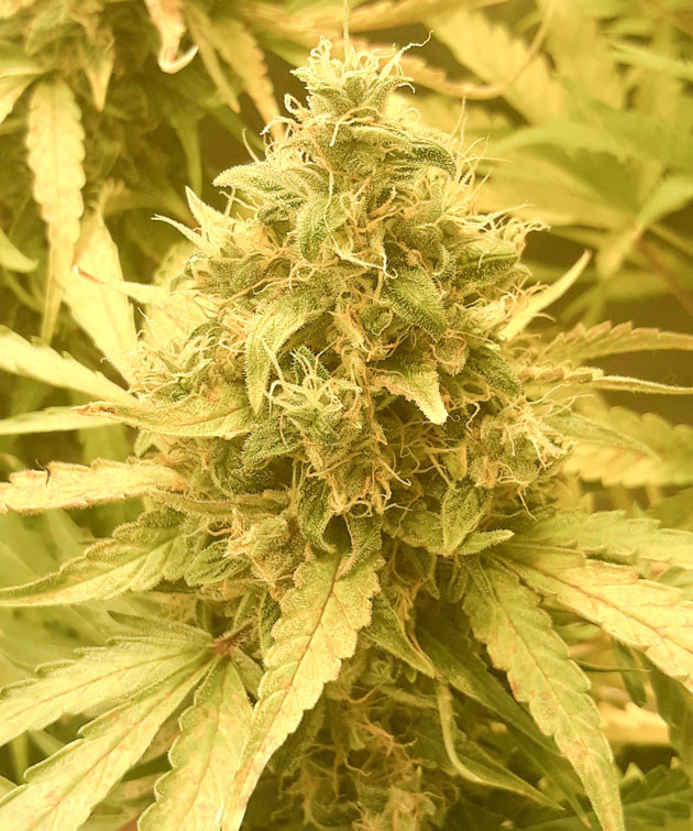 10 неделя выращивания Кола Orange Sherbet Auto на 10 неделе