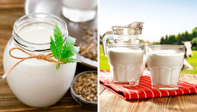 Отличие коноплянного молока Молоко из семян конопли и коровье молоко