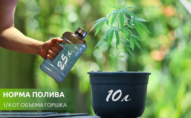 Норма полива при выращивании в горшках Полив куста четверть от объема горшка