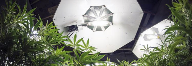 Световой режим на стадии цветения автоцветущего сорта марихуаны