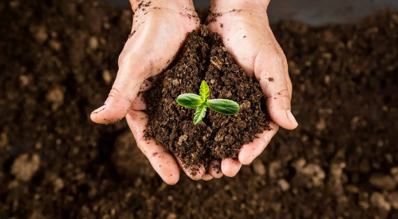 Субстраты для выращивания конопли Росток конопли в субстрате