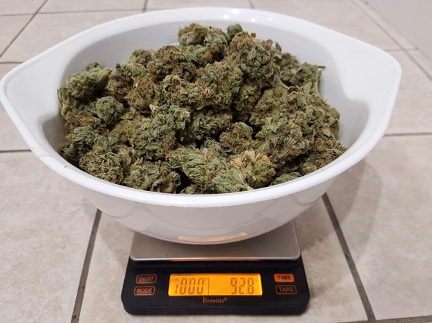 Впечатление от сорта Собранный урожай 92,8 грамм