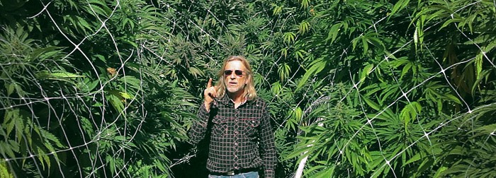 Основные техники повышения урожайности конопли