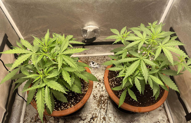 Активный рост марихуаны Кусты Banana Purple Punch Auto ростом 30 см