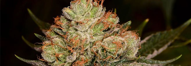 Неопыленные соцветия конопил Созревшие неопыленные соцветия