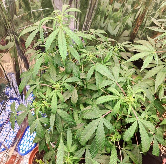 Увеличение концентрации удобрений Куст Auto Orange Bud от Dutch Passion на 8 неделе