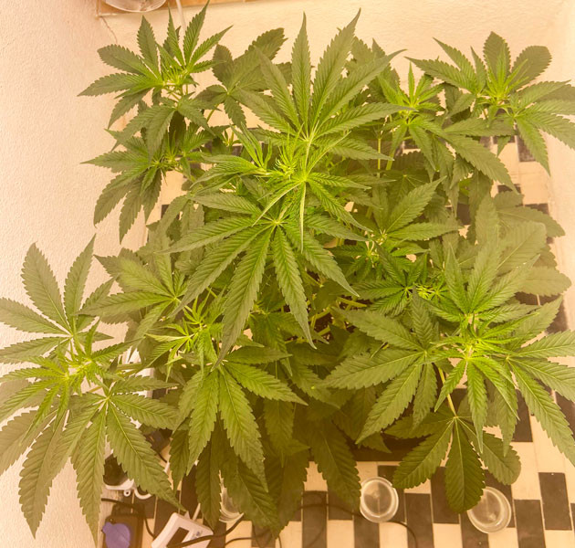 Переключение светового режима и дефолиация Куст Chemical Bride от Green House Seeds на 4 неделе