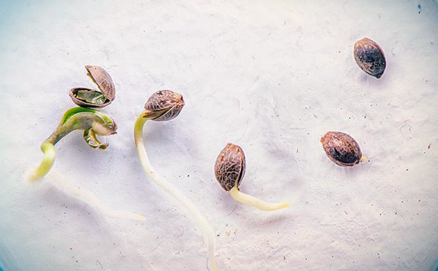 Самый распространенный способ проращивания семян Проращивание в ватных дисках