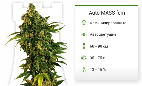 Сорт марихуаны Auto MASS Auto MASS fem от Grass-O-Matic