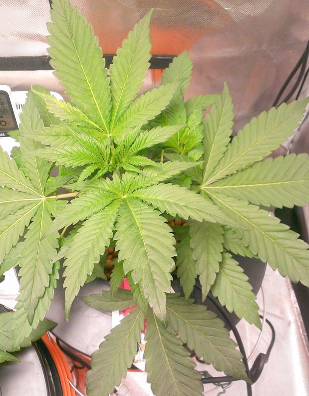 Развитие растишки Куст Green Gelato от RQS на стадии вегетации