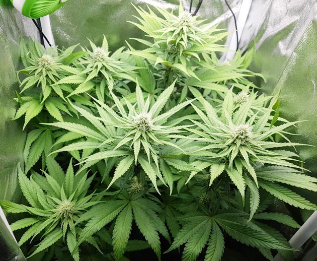 Промывка куста для устранения проблем при выращивании Куст при стрессе