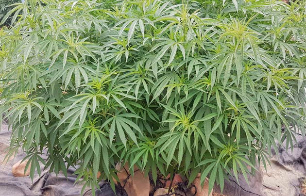 Активный рост в ширину Куст Runtz Muffin от Barney's Farm ростом 140 см