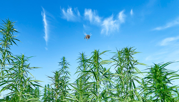 Техническая конопля и пчелы Поле конопли и пчёлы