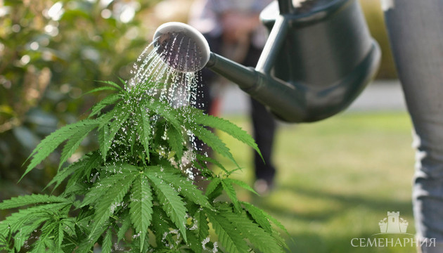 Полив конопли в аутдоре Полив куста конопли из лейки