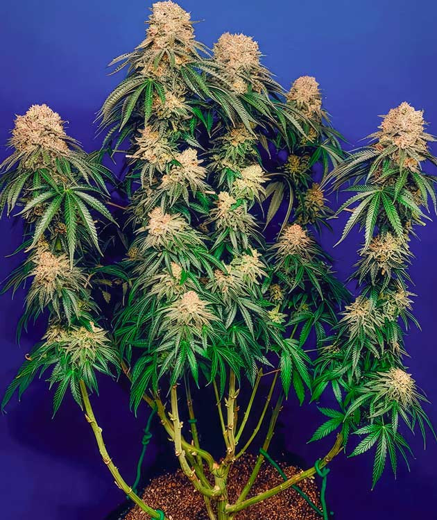 Период темноты Куст DDoS #33 от Herbies Seeds на последней неделе выращивания