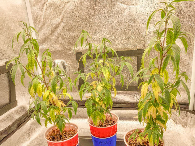 Предотвращение возможных дефицитов Кусты Blueberry Muffin от Humboldt Seed Company на 5 неделе