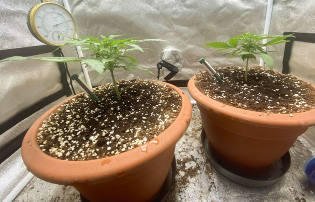 Температура и вентиляция Кусты Banana Purple Punch Auto на 3 неделе