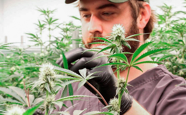 Преимущества дефолиации Преимущества удаления листьев с кустов каннабиса