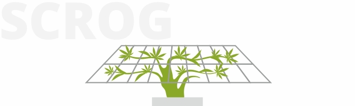 SCROG SCROG