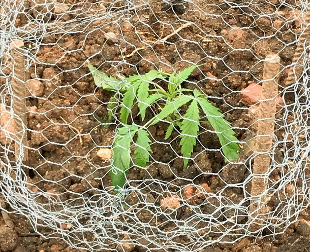 Пересадка в открытый грунт Куст Runtz Muffin от Barney's Farm на 5 неделе