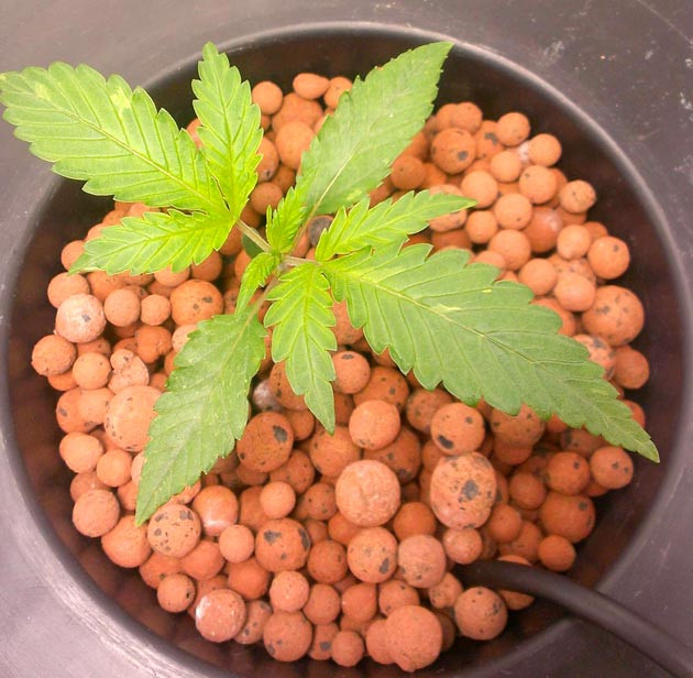 Удобрения для марихуаны Куст Green Gelato от RQS на 3 неделе