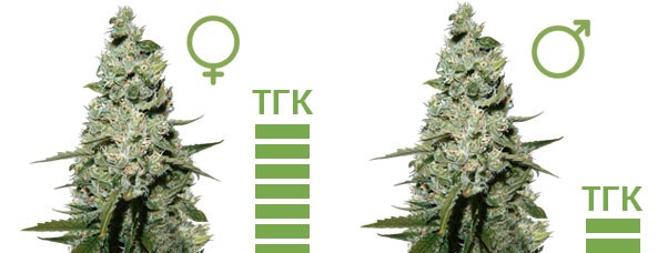 Уровень ТГК ТГК в женских и мужских растениях