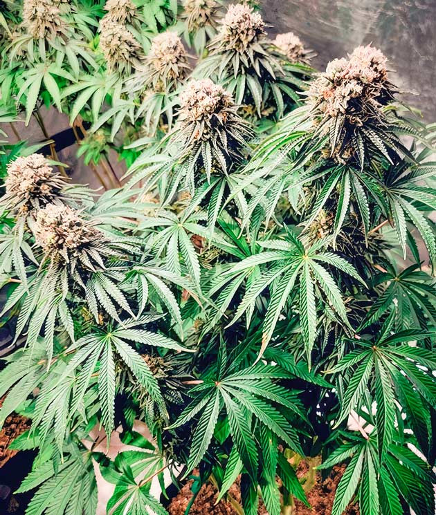 Обильный слоей трихом и уменьшение мощности освещения Куст DDoS #33 от Herbies Seeds на 13 неделе
