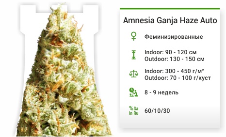 Amnesia Ganja Haze Auto Amnesia Ganja Haze Auto