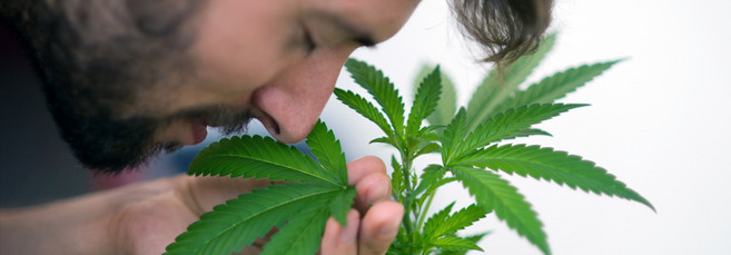 Автоцветы без запаха Лучшие слабопахнущие автоцветущие сорта конопли